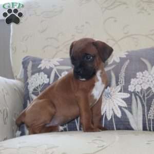 Chevy, Boxer Puppy
